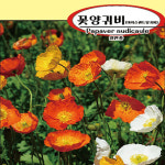 꽃양귀비씨앗100g(약200,000립) : 농업회사법인 주 플랜넷