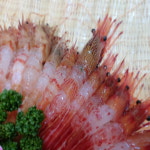 활 독도새우 꽃새우 닭새우 도화새우 생물 급냉 생새우회 500g : 퐁당수산