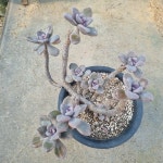 [수암다육] 석연화 단품  Pachyveria Pachyphytodies 다육 아프리카식물 다육식물 수입다육 플랜테리어 323 : 수암다육농장