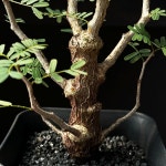 [동일품] 아프리카식물/세나 메리디오날리스(Senna meridionalis)-5416 아프리카농장 : 아프리카농장-다육.선인장
