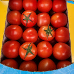 강원도 토마토 5kg 완숙토마토 맛있는토마토 찰토마토 : 갓따옴언니네