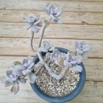 [수암다육] 석연화 단품  Pachyveria Pachyphytodies 다육 아프리카식물 다육식물 수입다육 플랜테리어 323 : 수암다육농장