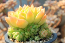 멜로망스 15두군생 매혹의창 비싼 고급 희귀다육 다육이 농장 키우기쉬운 다육식물 포트 : 핑키다육