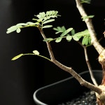 [동일품] 아프리카식물/세나 메리디오날리스(Senna meridionalis)-5416 아프리카농장 : 아프리카 농장