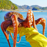 통영 자연산 문어 돌문어 활 남해안 문어시세 제수용 숙회 500g 2kg 3kg 뽈뽀 : 수산어보