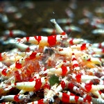 발색보장 CRS새우 10마리 애완 관상용 새우 키우기 레드비 비쉬림프 : 아쿠아1번지