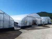 골드장수 하우스 비닐 : 케이농자재