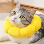 고양이 강아지 플라워 중성화 목쿠션 넥카라 천 목카라 노랑 사이즈조절 : 2022리치공방