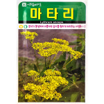 마타리 1500립 아람꽃씨앗 : 중앙종묘농약사