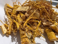 꾸지뽕뿌리 1Kg 500g 구찌뽕 구지뽕 꾸지뽕차 백숙재료 삼계탕재료 수육재료 꾸지뽕열매 항암식품 : 금오산뽕농장