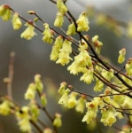 애기히어리 - 7치포트 노랑꽃 좀히어리 꽃묘목 일행물나무 개화주 꽃나무친구 : 꽃나무친구