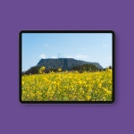 아이패드, 태블릿pc 배경화면-유채꽃을 입은 성산일출봉 : 메다의 시선