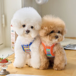 헤이데이 크롭 탑 블루 강아지 스트라이프 티셔츠 봄옷 가을옷 베니즈 S : 아르무아 미뇽