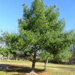 스트로브 잣나무 준공 수목 조경수 묘목 측백 나무 가든 나무마켓 : 나무가든마켓