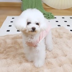 강아지 봄여름 플라워 포인트 스커트 : 댕냥이 다이어리