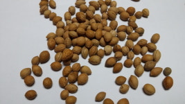 칼슘나무씨앗50g(150립) : 농업회사법인 주 플랜넷