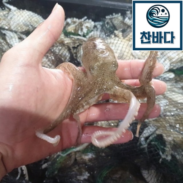 [옥션] 국내산 생물 활 주꾸미 1kg 15~20미 (22,930원/무배) | 옥션