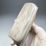 나무 화석 규화목 Petrified wood Fossil 화석표본 신생대 플라이오세 : 석보 코리아