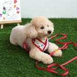 귀엽고 편한 매쉬 패리스독 피너츠X하네스 강아지 리드줄 가슴줄 (레드) : 제리네점방