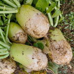 싱싱한 햇 수확 무우 3kg 5kg : 농업회사법인 일농