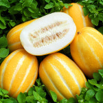 아삭아삭 달고 신선한 맛있는 신선한 성주 참외 : 세진팜팜