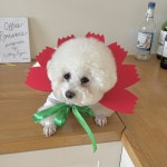 강아지 카네이션 머리띠 반려견 어버이날 스승의날 선물 기념 사진 소품 애견용품 : 모멍트 MOMENTE