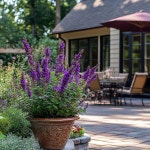 붓들레아 리틀퍼플 P10 포트묘 왜성 테라스 발코니 화분 부들레야 : 사계애뜰