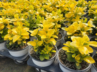 둥근잎 황금사철 포트묘 : 히즈프렌즈