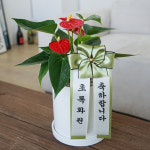 승진축하화분 천냥금 금전수 안스리움 인삼팬더 녹보수 테이블용 : 초록화원