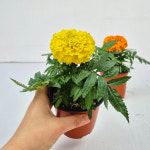 아비가든 메리골드 2색 마리골드 봄꽃 화단만들기 : 아비 가든