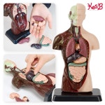 25cm 인체 모형 교구 우리몸 탐구 해부 모형 어린이 초등 과학 교구 : 엘라즈홈