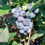 완주 베리블룸팜 블루베리 생과 500g 왕특 (18mm-19mm) : 베리블룸팜