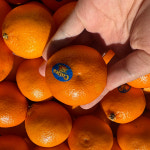 만다린귤 큐티스 썬키스트 고당도 미국산 감귤 1kg 2kg 3kg 4kg [원산지미국] : 과일당도박사