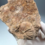 암몬앵무조개 화석 Clymenia sp. Nautilus Fossil 화석표본 고생대 데본기 : 석보 코리아