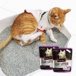 카츠킹 벤토나이트 모래 대용량 고양이 화장실모래 10L x 2 (20L) : 페밀리아