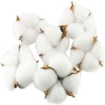 10PCS 천연 목화 공 농가 장식 만들기위한 말린 포드 크리스마스를위한 대량 구색 : 파크상사.