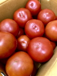 지홈(GHOME) | 지홈 토마토 5kg 1번 L사이즈 샌드위치 햄버거 샐러드 영양간식 : ghome