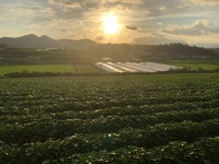 프리미엄 꿀당 고구마 밤 호박 꿀 고구마 베니하루카 물고구마 : 채담이네 식탁