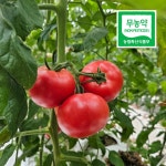 [무농약] 퇴촌 찰 토마토 당일수확 배송 2kg, 1개 : 퇴촌 호동농장