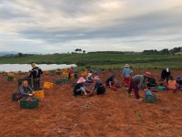 프리미엄 꿀당 고구마 밤 호박 꿀 고구마 베니하루카 물고구마 : 채담이네 식탁