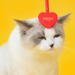 미우타임즈 더 하트 그루밍 브러쉬 고양이 얼굴 맞춤 친환경 소재 브러쉬 : 젤리서핑