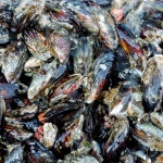 자연산 섭 자연산홍합 제철 10미내외 1kg, 1개 : 아르미마켓