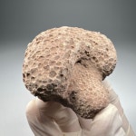 산호 화석(Cor2) Tabulate Coral Fossil 화석표본 고생대 데본기 : 석보 코리아