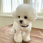 check patch top - 화이트 : 아베크슈