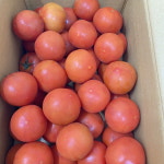 지홈(GHOME) | 지홈 토마토 5kg 간식 샐러드 스프 샌드위치 다이어트 : ghome
