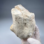 나무 화석 규화목 Petrified wood Fossil 화석표본 신생대 플라이오세 : 석보 코리아