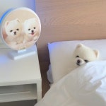스카이원 가정용 포충기 스카이제로 미니 벌레 해충퇴치기 반려동물 심장사상충 방지 로고 인쇄 : 스카이원
