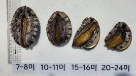완도 전복 중대 사이즈 1kg 국내산 활전복 산소포장 산지직송 : 하니의농장