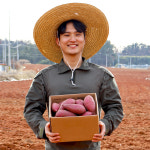 해뜨레 영암 호박 꿀 고구마 3kg 5kg 베니하루카 : 맛뜨레