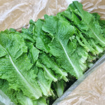 [산지직송] 사계절청년농부 [로메인 상추] 청상추 쌈채소 유러피안샐러드 4kg, 1개 : 사계절 청년농부